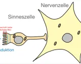 Reiz trifft Sinneszelle, löst Transduktion aus, die an Nervenzelle weitergeleitet wird.