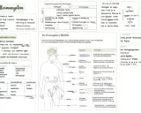 Das Hormonsystem steuert Wachstum, Stoffwechsel und Emotionen. Hormone sind chemische Botenstoffe, die über das Blut transportiert werden.