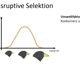 Grafik zeigt disruptive Selektion: Umweltfaktor Konkurrenz um Nahrung begünstigt extreme Flügelgrößen bei Vögeln, während mittlere Größen seltener werden.