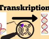 Die **Transkription** in der Biologie: DNA wird durch RNA-Polymerase zu RNA kopiert, was zu neuen Molekülen führt.