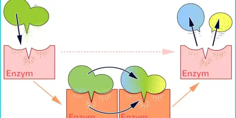 Ein Enzym bindet ein Substrat, bildet einen Enzym-Substrat-Komplex und erzeugt Produkte.