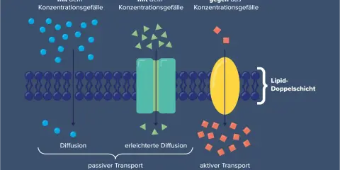 Zellmembran mit passiven und aktiven Transportmechanismen. Tunnelproteine erleichtern den Stofftransport über die Lipiddoppelschicht.