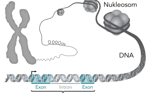 Der gen aufbau zeigt, wie DNA zu Nukleosomen und Chromosomen verpackt wird. Ein Gen besteht aus Exons und Introns.