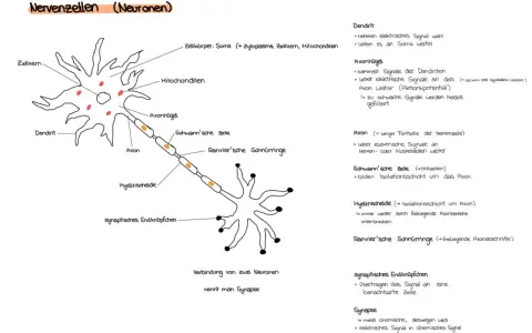 Schema einer Nervenzelle mit Dendriten, Axon und synaptischem Endknöpfchen. Die Verbindung zweier Neuronen, die interneuronale Synapse, wird gezeigt.