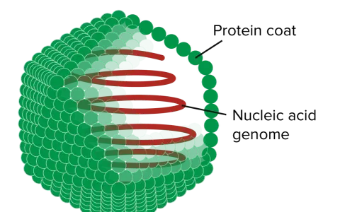 Struktur eines Virus: grüne Proteinhülle um ein rotes Nukleinsäure-Genom. Diese komplexen Zeichen des Lebens sind winzig.