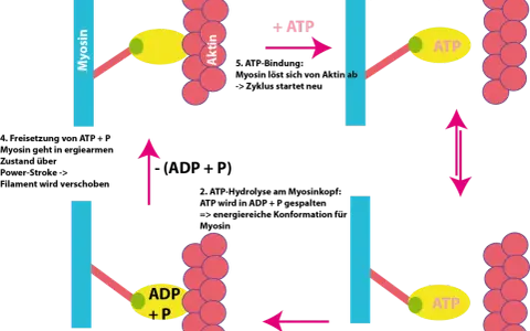 Der Zyklus der Muskelkontraktion: Myosinköpfchen binden an Aktin, spalten ATP zu ADP+P, schwenken vor und lösen sich dann wieder.