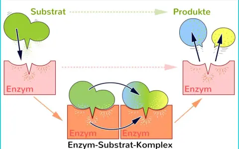 Ein Enzym bindet ein Substrat, bildet einen Enzym-Substrat-Komplex und erzeugt Produkte.