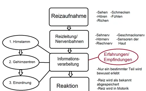 Schema zur Reizaufnahme: Sinne leiten Reize über Nervenbahnen zur Informationsverarbeitung, die zu Erfahrungen und Reaktionen führt.