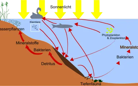Nährstoffkreislauf im Wasser: Sonnenlicht treibt Phytoplankton an. Bakterien zersetzen Detritus, bilden Mineralstoffe, die Pflanzen und Plankton nutzen. Eine phosphatfalle im Sediment bindet Nährstoffe.