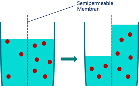 Zellmembran zeigt Plasmolyse und Deplasmolyse: Wasser strömt aus der Zelle, wenn die Konzentration außen höher ist, und zurück, wenn sie innen höher ist.