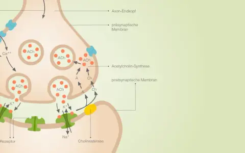 Synapse: Aktionspotential löst Ca++-Einstrom aus, Acetylcholin (ACh) wird freigesetzt, bindet an Rezeptoren. Wichtig für Bio-Abi NRW.