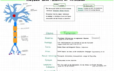 Die Soma-Biologie zeigt den Aufbau einer Nervenzelle mit Zellkern, Dendriten und Axon. Sie erklärt die Funktion der Zellteile.