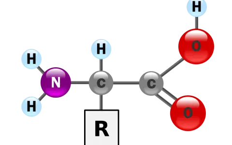 Strukturformel einer alpha Aminosäure mit Aminogruppe (N, H), Carboxylgruppe (C, O) und variablem Rest (R).