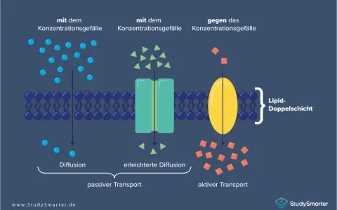 Zellmembran mit passiven und aktiven Transportmechanismen. Tunnelproteine erleichtern den Stofftransport über die Lipiddoppelschicht.