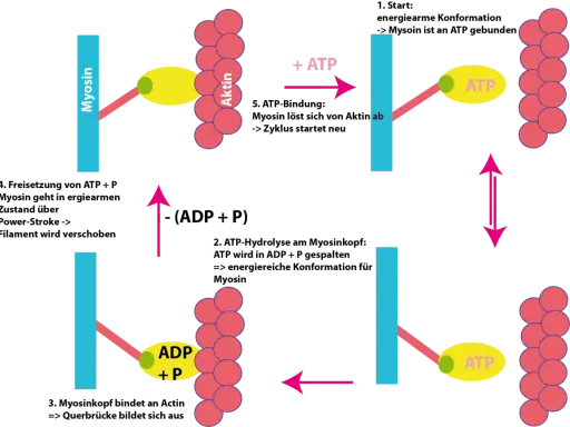 Der Zyklus der Muskelkontraktion: Myosinköpfchen binden an Aktin, spalten ATP zu ADP+P, schwenken vor und lösen sich dann wieder.