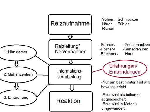 Schema zur Reizaufnahme: Sinne leiten Reize über Nervenbahnen zur Informationsverarbeitung, die zu Erfahrungen und Reaktionen führt.