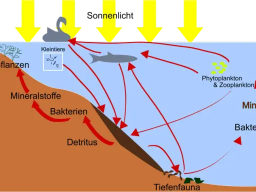 Nährstoffkreislauf im Wasser: Sonnenlicht treibt Phytoplankton an. Bakterien zersetzen Detritus, bilden Mineralstoffe, die Pflanzen und Plankton nutzen. Eine phosphatfalle im Sediment bindet Nährstoffe.