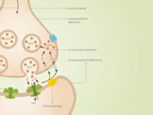 Synapse: Aktionspotential löst Ca++-Einstrom aus, Acetylcholin (ACh) wird freigesetzt, bindet an Rezeptoren. Wichtig für Bio-Abi NRW.