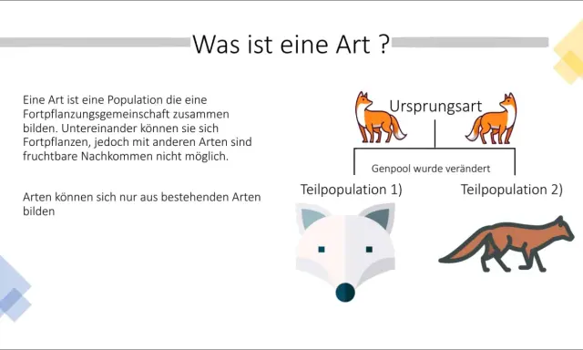 Illustration zur Artbildung in der Biologie: Ursprungsart teilt sich, Genpool verändert sich, neue Teilpopulationen entstehen.