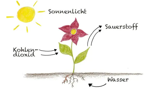 Die Sonne liefert Licht für die Fotosynthese im Blatt. Das Blatt nimmt Kohlendioxid auf und gibt Sauerstoff ab. Wasser wird von den Wurzeln aufgenommen.