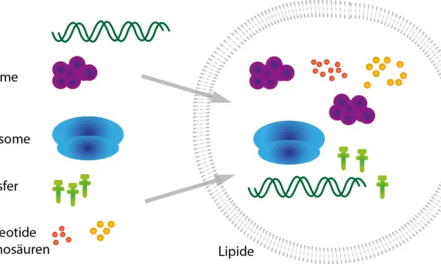 Zelluläre Komponenten wie DNA, Enzyme, Ribosomen und Transfer-RNA werden in eine Lipidmembran transportiert, um eine cdna-Synthese zu ermöglichen.