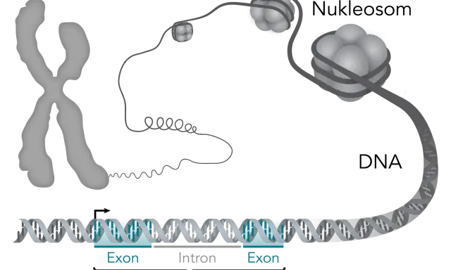 Der gen aufbau zeigt, wie DNA zu Nukleosomen und Chromosomen verpackt wird. Ein Gen besteht aus Exons und Introns.