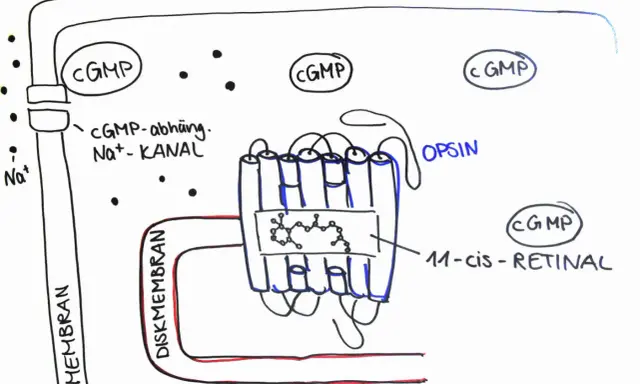 Schematische Darstellung der Phototransduktion: cGMP-abhängiger Na+-Kanal und Opsin mit 11-cis-Retinal in der Diskmembran.
