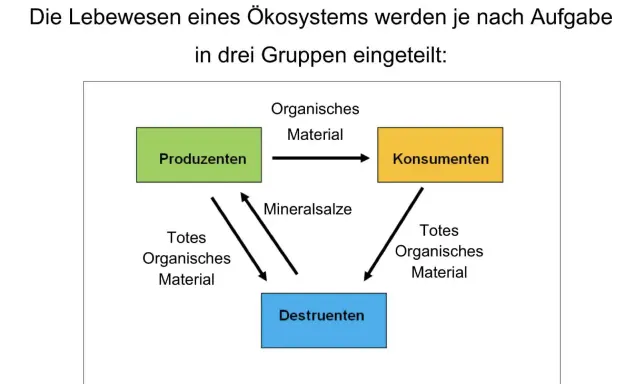Schema zeigt, was sind Destruenten: Sie zersetzen totes organisches Material und liefern Mineralsalze für Produzenten. Konsumenten fressen Produzenten.
