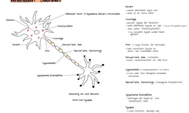 Schema einer Nervenzelle mit Dendriten, Axon und synaptischem Endknöpfchen. Die Verbindung zweier Neuronen, die interneuronale Synapse, wird gezeigt.