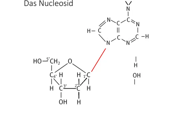 Chemische Struktur eines Nukleosids, bestehend aus einer Zuckerkomponente und einer stickstoffhaltigen Base, verbunden durch eine glykosidische Bindung.