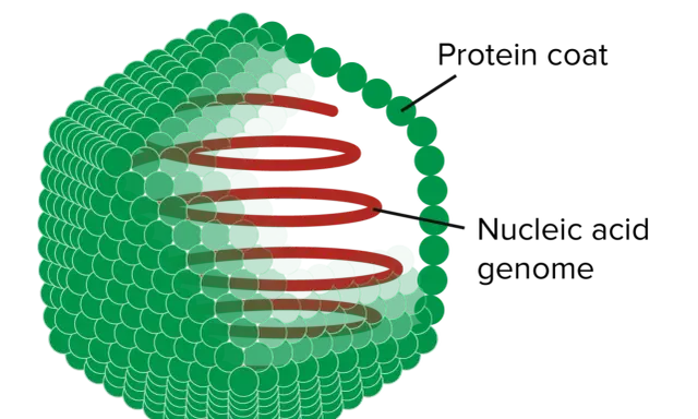 Struktur eines Virus: grüne Proteinhülle um ein rotes Nukleinsäure-Genom. Diese komplexen Zeichen des Lebens sind winzig.
