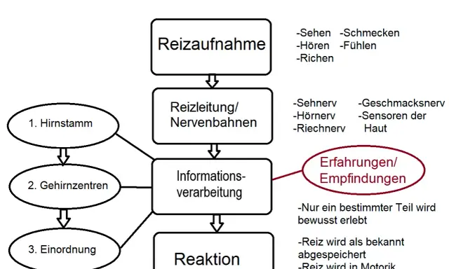 Schema zur Reizaufnahme: Sinne leiten Reize über Nervenbahnen zur Informationsverarbeitung, die zu Erfahrungen und Reaktionen führt.