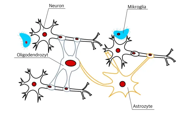 Schematische Darstellung von Nervengewebe mit Neuronen, Oligodendrozyten, Mikroglia und Astrozyten, die miteinander verbunden sind.