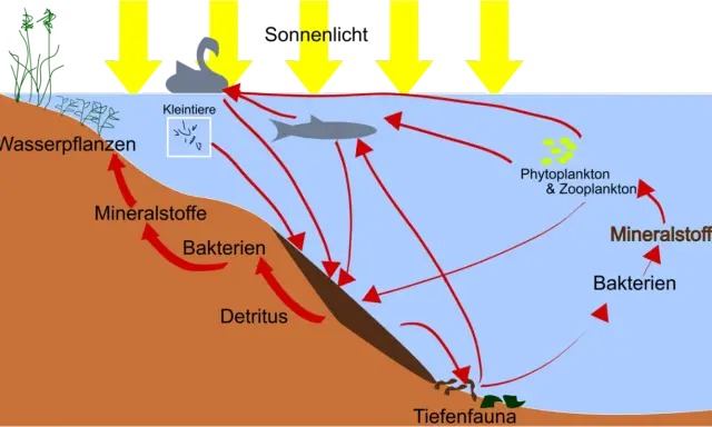 Nährstoffkreislauf im Wasser: Sonnenlicht treibt Phytoplankton an. Bakterien zersetzen Detritus, bilden Mineralstoffe, die Pflanzen und Plankton nutzen. Eine phosphatfalle im Sediment bindet Nährstoffe.