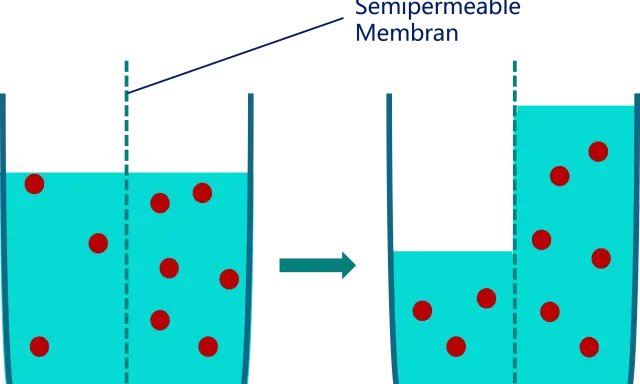 Zellmembran zeigt Plasmolyse und Deplasmolyse: Wasser strömt aus der Zelle, wenn die Konzentration außen höher ist, und zurück, wenn sie innen höher ist.