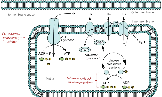 Mitochondrium: Elektronen fließen durch Träger, wobei Sauerstoff als Oxidationsmittel Wasser bildet. Dies treibt die ATP-Synthese an.