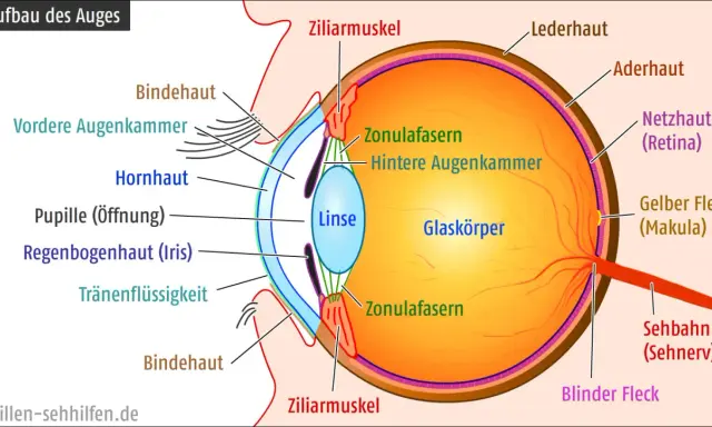 Schnitt durch das Auge: Hornhaut, Linse, Netzhaut, Sehnerv. Der adäquate Reiz wird hier auf der Netzhaut abgebildet.