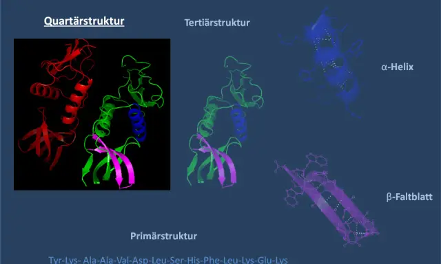 Der Aufbau eines Proteins: Quartär-, Tertiär- und Sekundärstruktur (α-Helix, β-Faltblatt) sowie Primärstruktur.