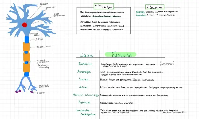 Die Soma-Biologie zeigt den Aufbau einer Nervenzelle mit Zellkern, Dendriten und Axon. Sie erklärt die Funktion der Zellteile.