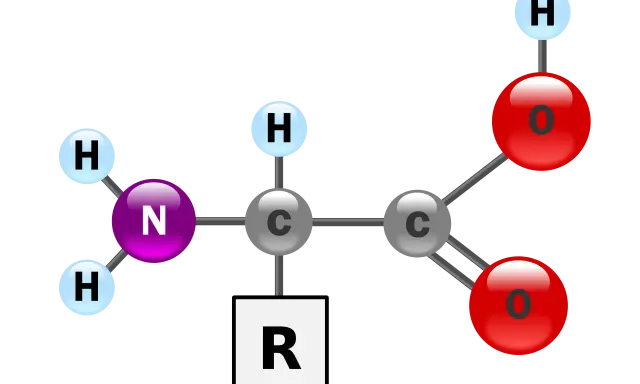 Strukturformel einer alpha Aminosäure mit Aminogruppe (N, H), Carboxylgruppe (C, O) und variablem Rest (R).