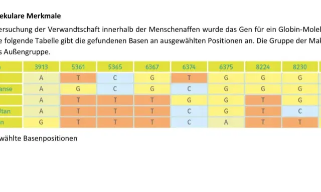 Tabelle zeigt DNA-Basen von Mensch, Schimpanse, Gorilla, Orang-Utan und Makaken. Hilft, ein Kladogramm zu erstellen.