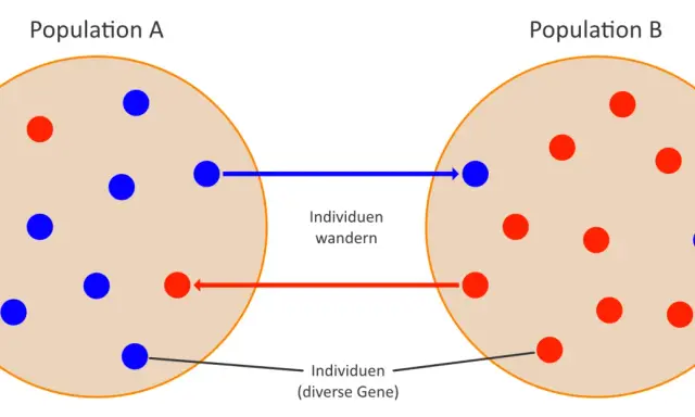 Zwei Populationen (A und B) mit roten und blauen Individuen. Individuen wandern zwischen ihnen, was den populationsgenetischen Artbegriff illustriert.