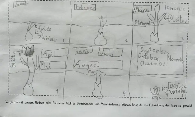 Zeichnung eines Tulpenjahres für das Herbarium der Schule: Von der Zwiebel im Januar bis zur Blüte im Mai und zurück zur Zwiebel im Herbst.