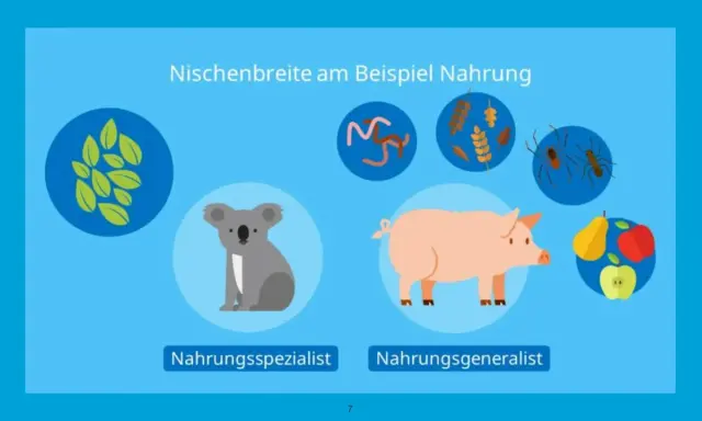 Koala als Nahrungsspezialist (nur Blätter), Schwein als Allesfresser. Illustration zur Nischenbreite und Konkurrenz in der Ökologie.