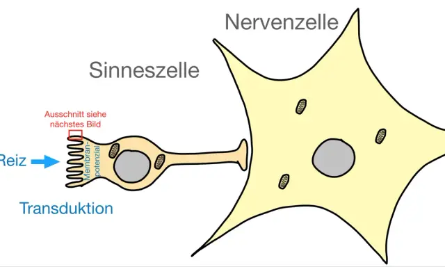 Reiz trifft Sinneszelle, löst Transduktion aus, die an Nervenzelle weitergeleitet wird.