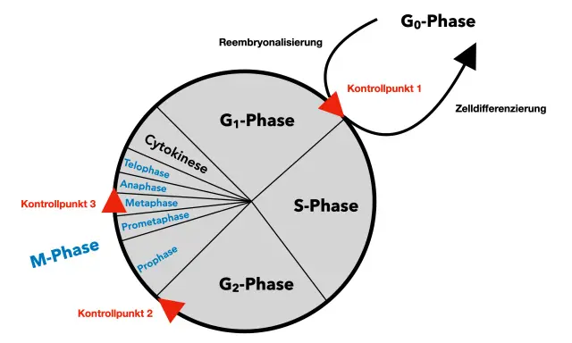 Der zellzyklus ist ein Kreislauf mit Phasen wie G1, S, G2 und M (Mitose), der durch Kontrollpunkte reguliert wird. Zellen können auch in die G0-Phase eintreten.
