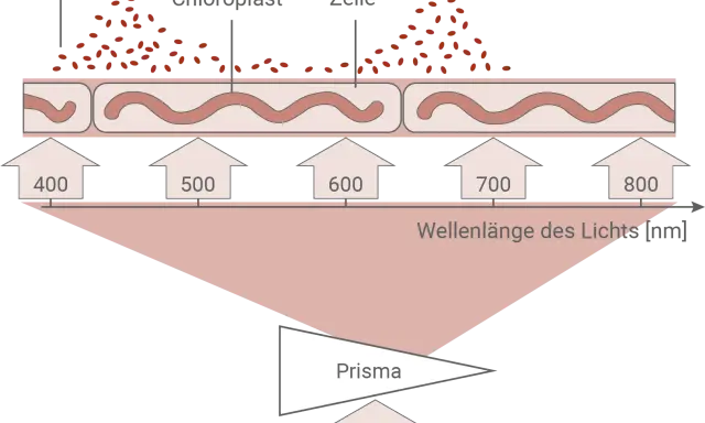 Der Engelmannsche Bakterienversuch zeigt, wie Bakterien sich an Spirogyra-Zellen ansammeln, die von Licht verschiedener Wellenlängen bestrahlt werden.