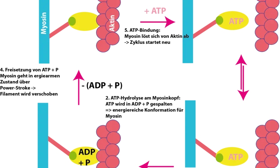Der Zyklus der Muskelkontraktion: Myosinköpfchen binden an Aktin, spalten ATP zu ADP+P, schwenken vor und lösen sich dann wieder.