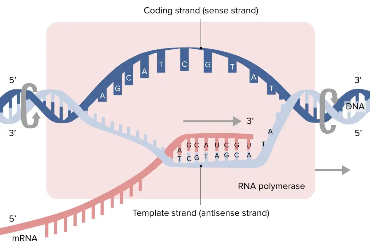 Der Prozess der Transkription: DNA wird zu mRNA umgeschrieben. RNA-Polymerase bewegt sich entlang des Matrizenstrangs.