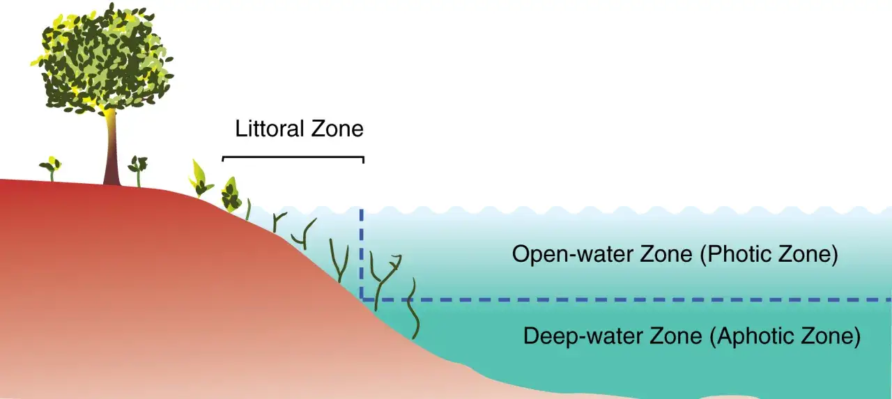 Das Ökosystem See: Uferzone mit Baum und Pflanzen, darüber die lichtdurchflutete offene Wasserzone und darunter die dunkle Tiefwasserzone.